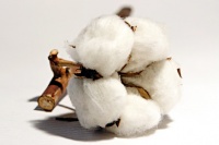 cotton
